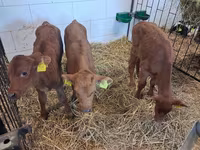 Byk, Simmental cattle — zdjęcie 8