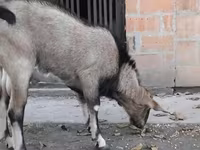 公山羊, Nubian Goat — 照片 2