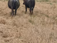 Cow, African Buffalo — photo 2