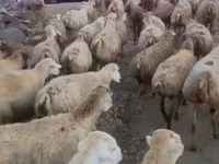 Owca, Daglıс sheep — zdjęcie 2