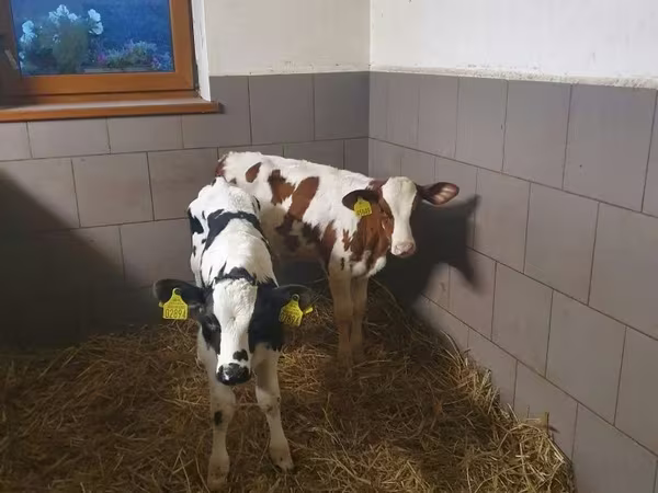 Bull, Cattle