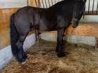 Horse (M), Friesian — photo 3