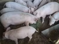 Kanec, Prasata — foto 1