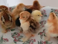Chickens — الصورة 6