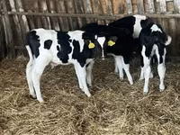 Býk, Russian Black pied cattle — foto 2