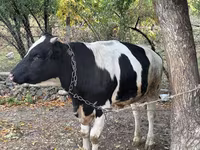 Buğa, Russian Black pied cattle — foto 4