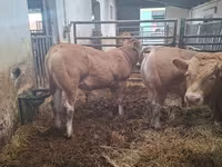 Bulle, Blonde d’Aquitane cattle — Foto 4