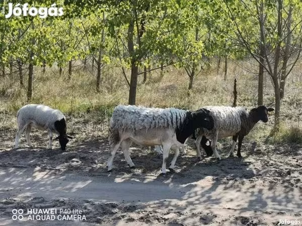 نعجة, Dorper sheep