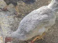 Chickens — zdjęcie 3