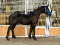 Cheval, Dutch warmblood horse — photo 3