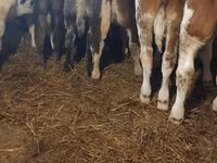 Byk, Simmental cattle — zdjęcie 3