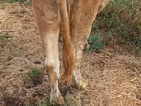 Krowa, Swiss cattle — zdjęcie 8