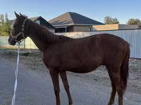 Caballo, Arabian horse — foto 1