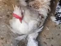 Chickens — الصورة 3