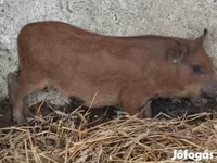 Boar, Вьетнамская вислобрюхая — photo 1