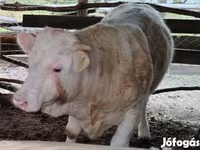 सांड, Simmental cattle — फ़ोटो 3