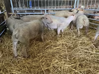 Ovce, Charollais sheep — foto 5