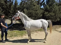 حصان, Karabakh horse — الصورة 2