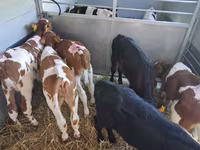 Touro, Raça Holstein — foto 2