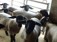 भेड़, White Suffolk sheep — फ़ोटो 4