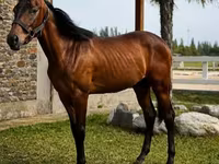 Kůň, Anglo-Arabian — foto 2