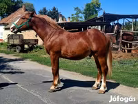 Horse (M), Horses — photo 5