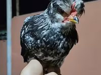 Chickens — photo 3