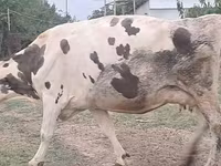 गाय, Russian Black pied cattle — फ़ोटो 6