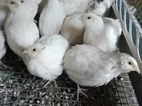 इंग्लिश व्हाइट — फ़ोटो 2