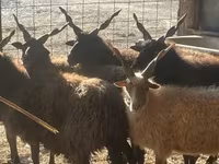 Sheep, Racka sheep — photo 3