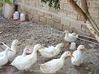 Ducks — zdjęcie 1
