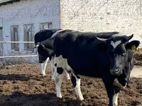 Vache, Russian Black pied cattle — photo 5