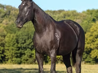 母马, Quarter Horse — 照片 3