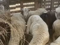 Sheep, Blackheaded Persian sheep — photo 5