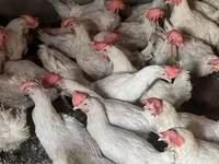 Leghorn — Foto 3