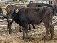 Krowa, Aberdeńsko-anguska — zdjęcie 4