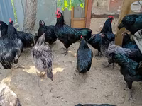 ऑस्ट्रेलियन पिट गेम फाउल — फ़ोटो 1