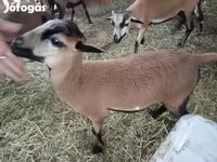 Schaf, Cameroon sheep — Foto 3
