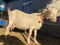 Cabra, Saanen goat — foto 7