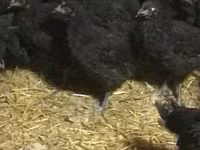 Chickens — Foto 1