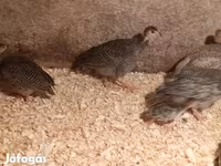 Guinea fowl — zdjęcie 2