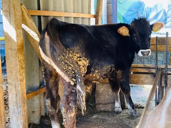 Touro, Aberdeen-Angus