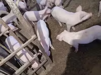 मादा सूअर, Дюрок — फ़ोटो 2