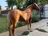 Mare, Haflinger — photo 3