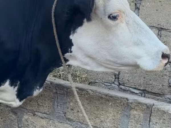 गाय, लाल-धब्बेदार नस्ल