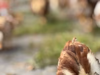 Rhode Island Red — foto 6