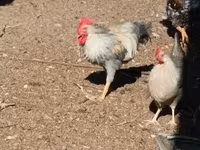 galinha dinamarquesa — foto 2