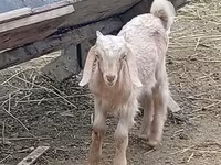 बकरा, Damask goat — फ़ोटो 1
