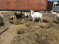Ziege, Saanen goat — Foto 1