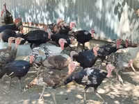 Turkeys — फ़ोटो 2